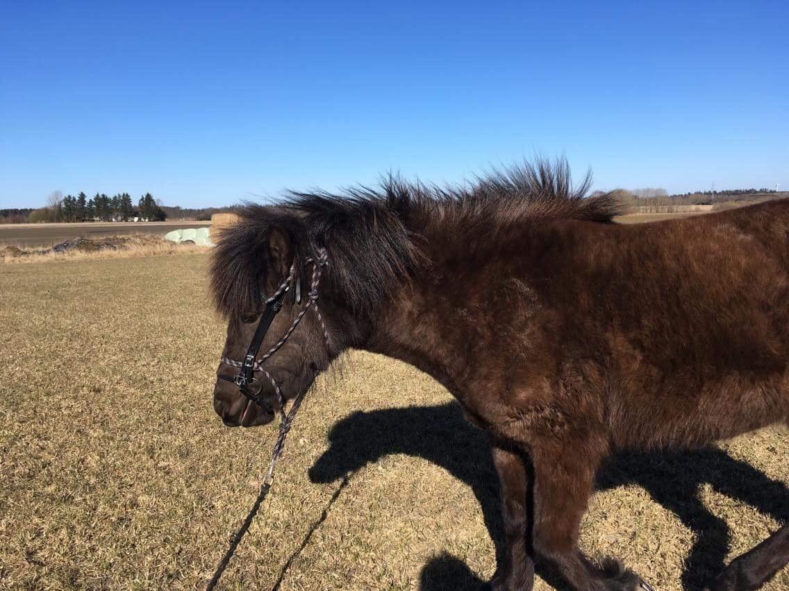 Islænder Dísa fra Lysenge - 2018 billede 19
