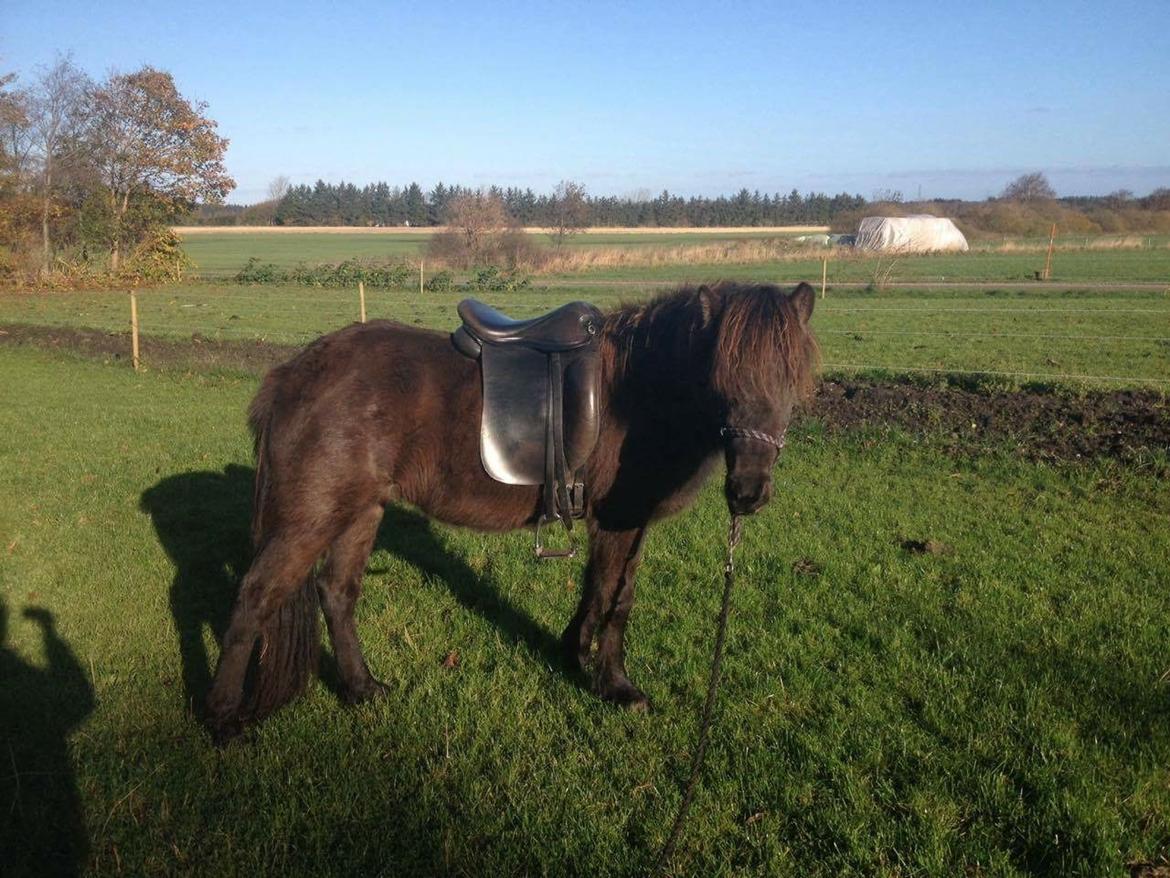 Islænder Dísa fra Lysenge - 2018 billede 20