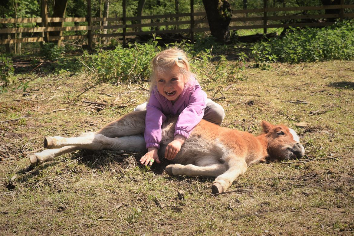 Shetlænder Bentley SOLGT - 18 dage gammel billede 9