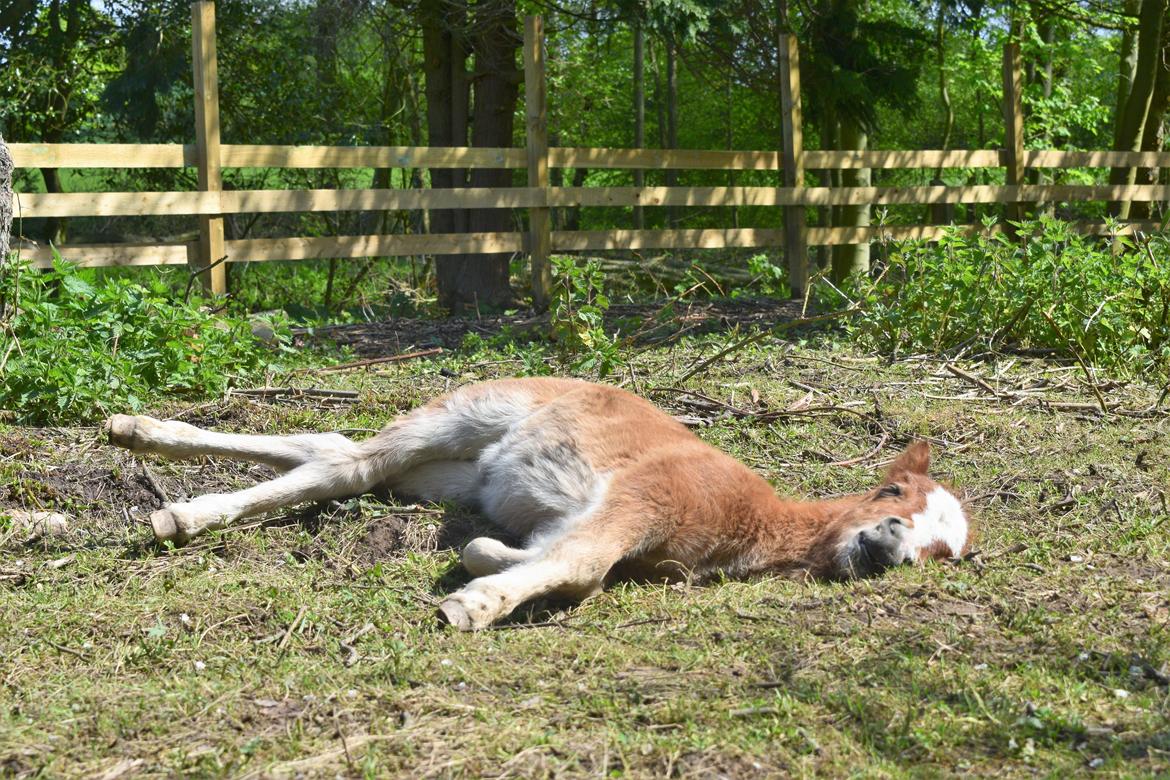 Shetlænder Bentley SOLGT billede 12