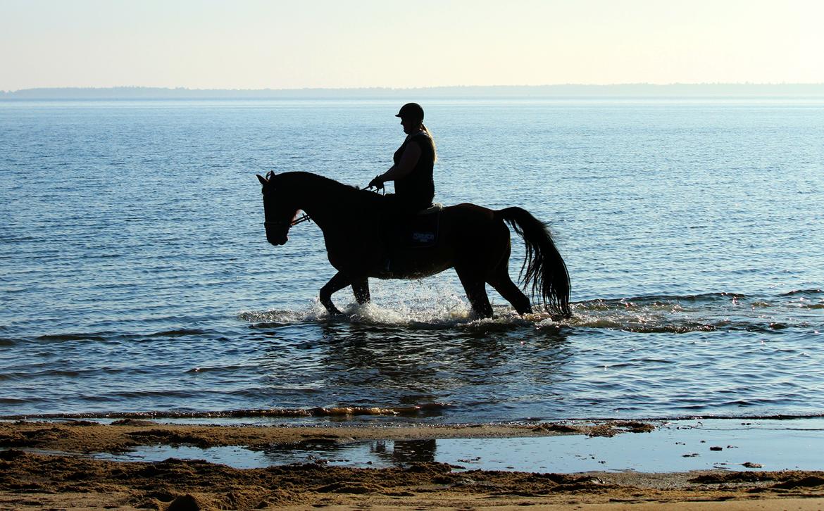 Anden særlig race Dalvangs Casper - På stranden <3 billede 5