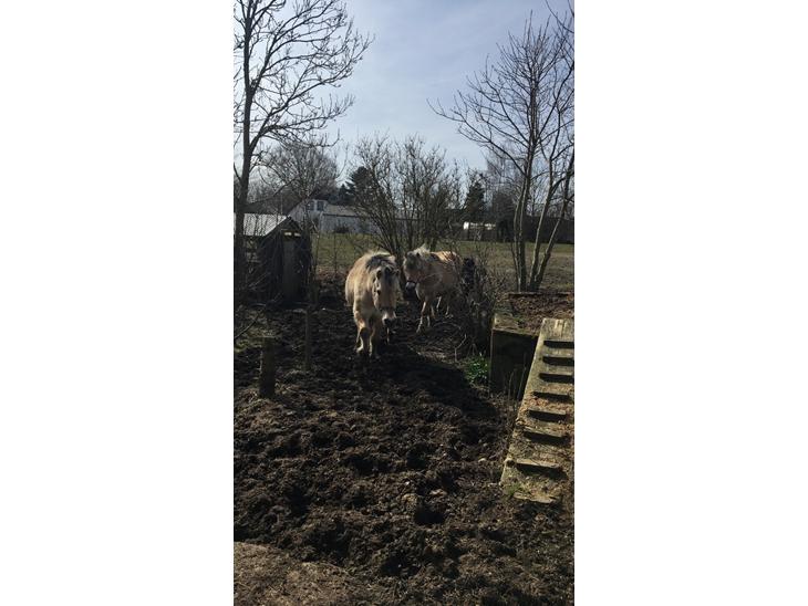 {{currentPhoto.altText}} billede {{currentPhoto.number}}