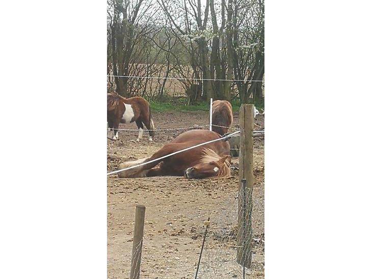 {{currentPhoto.altText}} billede {{currentPhoto.number}}