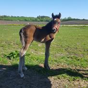 New Forest Harbogaards Total Temptation/Teddy