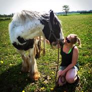 Irish Cob Luna ( Surprice Of Survivor)