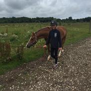 DSP Toftegaards quatro