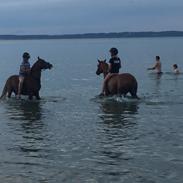 DSP Toftegaards quatro