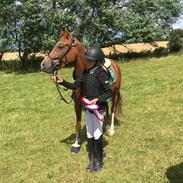 DSP Toftegaards quatro