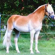 Haflinger Sterntänzer