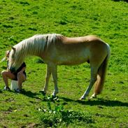 Haflinger Sterntänzer