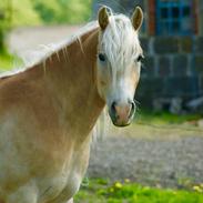 Haflinger Sterntänzer