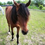 Arabisk fuldblod (OX) Fe rashid ox