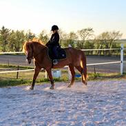 Islænder Raudur fra Vestergaard *Mulle*