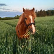 Islænder Raudur fra Vestergaard *Mulle*