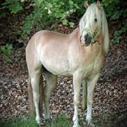 Haflinger Sterntänzer