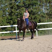 Anden særlig race Micado