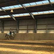 Pura Raza Española Reina CXXXVI