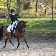 New Forest Lopik's Hans