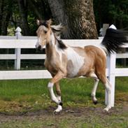 Tennessee Walker | Pride'n'Justice GW