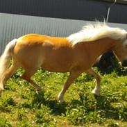 Tyroler Haflinger Luca-Lavanda