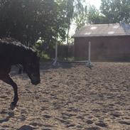 New Forest (Tidligere hest)Little Luck Kaldt Lucky
