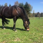 New Forest (Tidligere hest)Little Luck Kaldt Lucky