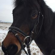 New Forest (Tidligere hest)Little Luck Kaldt Lucky