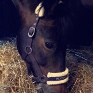 New Forest (Tidligere hest)Little Luck Kaldt Lucky