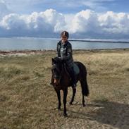 New Forest (Tidligere hest)Little Luck Kaldt Lucky