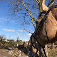 Anden særlig race Just cordillio