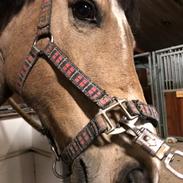 Anden særlig race Just cordillio