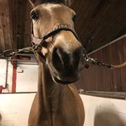 Anden særlig race Just cordillio