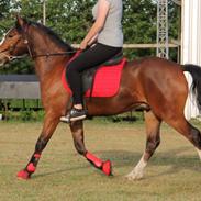 Welsh Pony af Cob-type (sec C) Flynn Rider