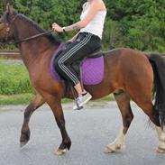 Welsh Pony af Cob-type (sec C) Flynn Rider
