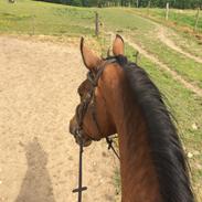 Anden særlig race Sunday Silence