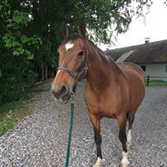 Anden særlig race Sunday Silence