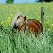 Shetlænder Udgaards Liam