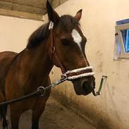 New Forest Odbjergs Tzatziki