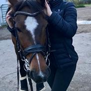 New Forest Odbjergs Tzatziki