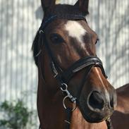 New Forest Odbjergs Tzatziki