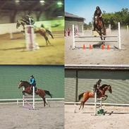 Anden særlig race Hameris