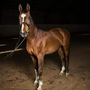 Anden særlig race Hameris