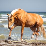 Palomino Stald Emilys Daisy Blue