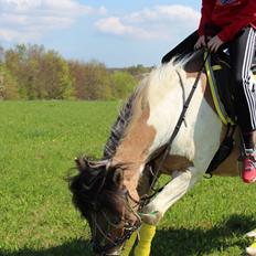 Anden særlig race Amigo