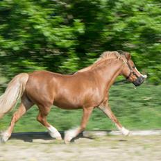 Welsh Mountain (sec A) Harvest Babeths Sunshine WM 1065