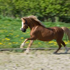 Welsh Mountain (sec A) Harvest Babeths Sunshine WM 1065