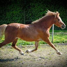 Welsh Mountain (sec A) Harvest Babeths Sunshine WM 1065