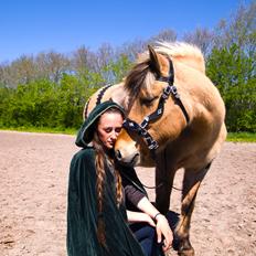 Anden særlig race Islænder - Tristan Son Of The Guardians.