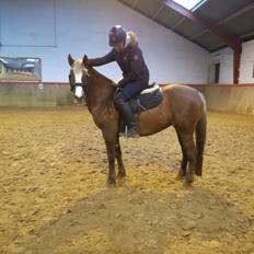 Anden særlig race Rosenkildes deeba