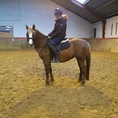 Anden særlig race Rosenkildes deeba